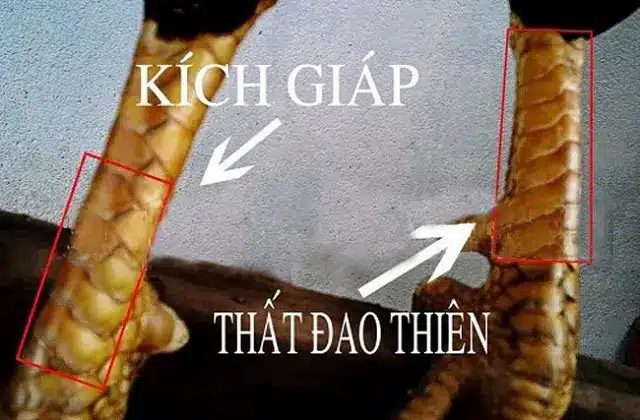 Xem Vảy Gà Đá – Top 10+ Cách Xem Vảy Gà Chiến Cực Hay 6 Vảy thất đao thiên