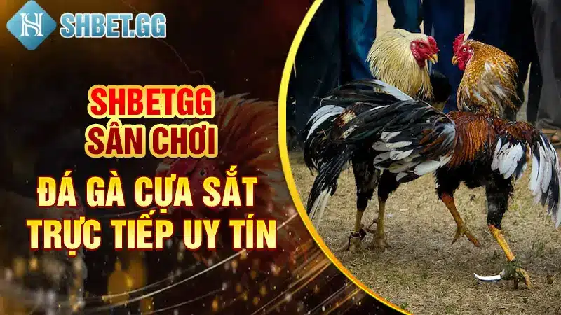 Đá Gà Cựa Sắt Campuchia Trực Tiếp - Hấp Dẫn Nhất Mọi Thời Đại 4 Shbetgg - sân chơi đá gà cựa sắt trực tiếp uy tín