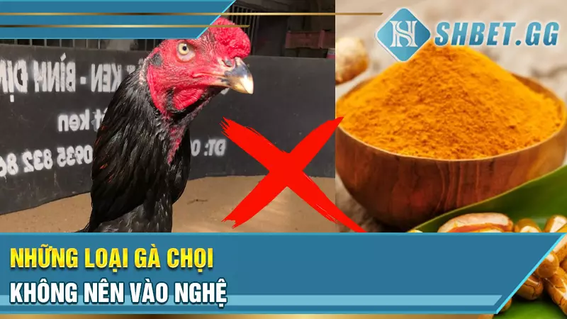 Cách vào nghệ cho gà chọi để phát huy tối đa công dụng 3 Những loại gà chọi nào nên vào nghệ?
