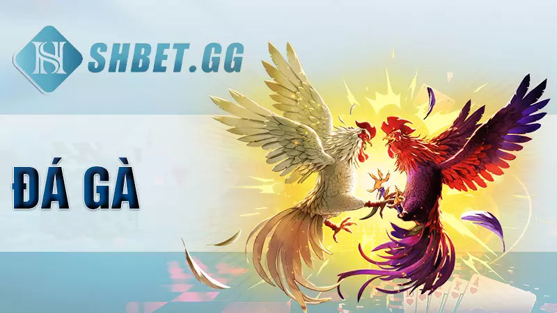 Giới thiệu Vin777 - Nền tảng giải trí hay nhất tại Việt Nam 8 Đá gà