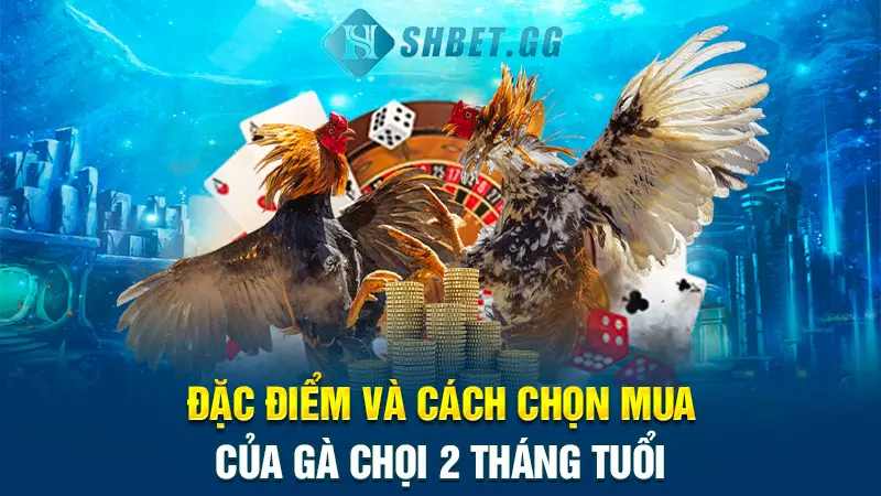 Bí quyết và cách nuôi gà chọi 2 tháng tuổi nhanh to lớn 3 Đặc điểm và cách chọn mua của gà chọi 2 tháng tuổi
