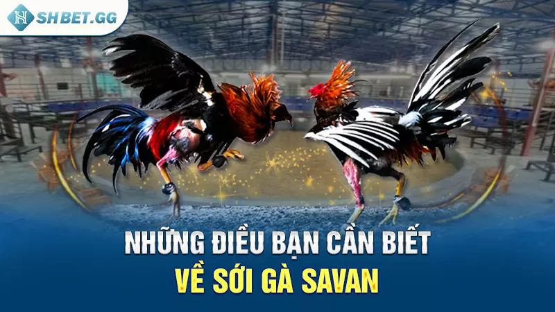 Sới gà Savan - Địa điểm diễn ra các trận đấu nảy lửa 3 Những điều bạn cần biết về sới gà Savan